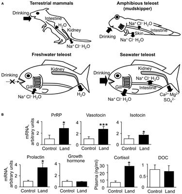 The Amphibious Mudskipper: A Unique Model Bridging the Gap of Central Actions of Osmoregulatory Hormones Between Terrestrial and Aquatic Vertebrates